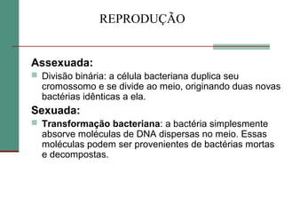 REPRODUÇÃO
Assexuada:
 Divisão binária: a célula bacteriana duplica seu
cromossomo e se divide ao meio, originando duas novas
bactérias idênticas a ela.
Sexuada:
 Transformação bacteriana: a bactéria simplesmente
absorve moléculas de DNA dispersas no meio. Essas
moléculas podem ser provenientes de bactérias mortas
e decompostas.
 
