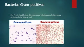 Bactérias Gram-positivas 
 Filo Firmicutes (Bacilos, Estreptococos, Estafilococos, Enterococos, 
Actinobacteria, Listeria, etc). 
 