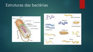 Estruturas das bactérias 
 