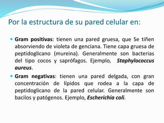 Por la estructura de su pared celular en:
 Gram positivas: tienen una pared gruesa, que Se tiñen
absorviendo de violeta de genciana. Tiene capa gruesa de
peptidoglicano (mureina). Generalmente son bacterias
del tipo cocos y saprófagos. Ejemplo, Staphylococcus
aureus.
 Gram negativas: tienen una pared delgada, con gran
concentración de lípidos que rodea a la capa de
peptidoglicano de la pared celular. Generalmente son
bacilos y patógenos. Ejemplo, Escherichia coli.
 