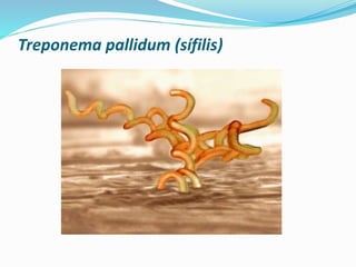 Treponema pallidum (sífilis)
 
