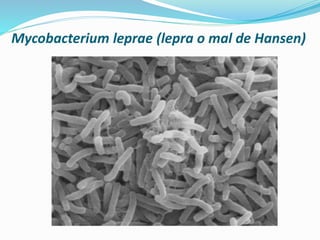 Mycobacterium leprae (lepra o mal de Hansen)
 
