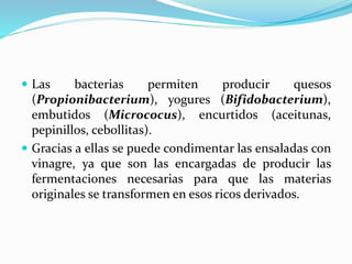  Las bacterias permiten producir quesos
(Propionibacterium), yogures (Bifidobacterium),
embutidos (Micrococus), encurtidos (aceitunas,
pepinillos, cebollitas).
 Gracias a ellas se puede condimentar las ensaladas con
vinagre, ya que son las encargadas de producir las
fermentaciones necesarias para que las materias
originales se transformen en esos ricos derivados.
 
