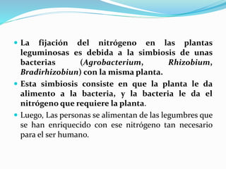  La fijación del nitrógeno en las plantas
leguminosas es debida a la simbiosis de unas
bacterias (Agrobacterium, Rhizobium,
Bradirhizobiun) con la misma planta.
 Esta simbiosis consiste en que la planta le da
alimento a la bacteria, y la bacteria le da el
nitrógeno que requiere la planta.
 Luego, Las personas se alimentan de las legumbres que
se han enriquecido con ese nitrógeno tan necesario
para el ser humano.
 