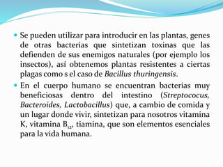  Se pueden utilizar para introducir en las plantas, genes
de otras bacterias que sintetizan toxinas que las
defienden de sus enemigos naturales (por ejemplo los
insectos), así obtenemos plantas resistentes a ciertas
plagas como s el caso de Bacillus thuringensis.
 En el cuerpo humano se encuentran bacterias muy
beneficiosas dentro del intestino (Streptococus,
Bacteroides, Lactobacillus) que, a cambio de comida y
un lugar donde vivir, sintetizan para nosotros vitamina
K, vitamina B12, tiamina, que son elementos esenciales
para la vida humana.
 