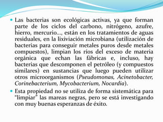  Las bacterias son ecológicas activas, ya que forman
parte de los ciclos del carbono, nitrógeno, azufre,
hierro, mercurio..., están en los tratamientos de aguas
residuales, en la lixiviación microbiana (utilización de
bacterias para conseguir metales puros desde metales
compuestos), limpian los ríos del exceso de materia
orgánica que echan las fábricas e, incluso, hay
bacterias que descomponen el petróleo (y compuestos
similares) en sustancias que luego pueden utilizar
otros microorganismos (Pseudomonas, Acinetobacter,
Corinebacterium, Mycobacterium, Nocardia).
 Esta propiedad no se utiliza de forma sistemática para
“limpiar” las mareas negras, pero se está investigando
con muy buenas esperanzas de éxito.
 