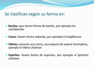 Se clasifican según su forma en:
 Bacilos: que tienen forma de bastón, por ejemplo los
Lactobacilos
 Cocos: tienen forma redonda, por ejemplo el Estafilococo
 Vibrios: parecen una coma, una especie de espiral incompleta,
ejemplo el Vibrio cholerae
 Espirilos: tienen forma de espirales, por ejemplo el Spitrlum
volutans
 