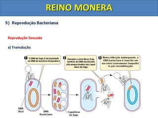 Aula completa Reino Monera - e principais doenças | PDF