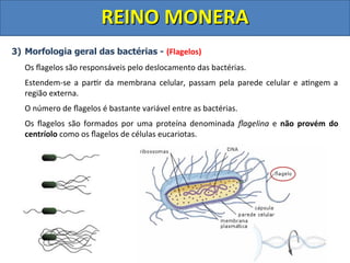Aula completa Reino Monera - e principais doenças | PDF