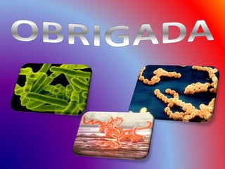 Reino Monera - Biologia