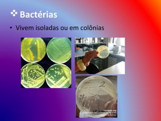  Bactérias
• Vivem isoladas ou em colônias
 