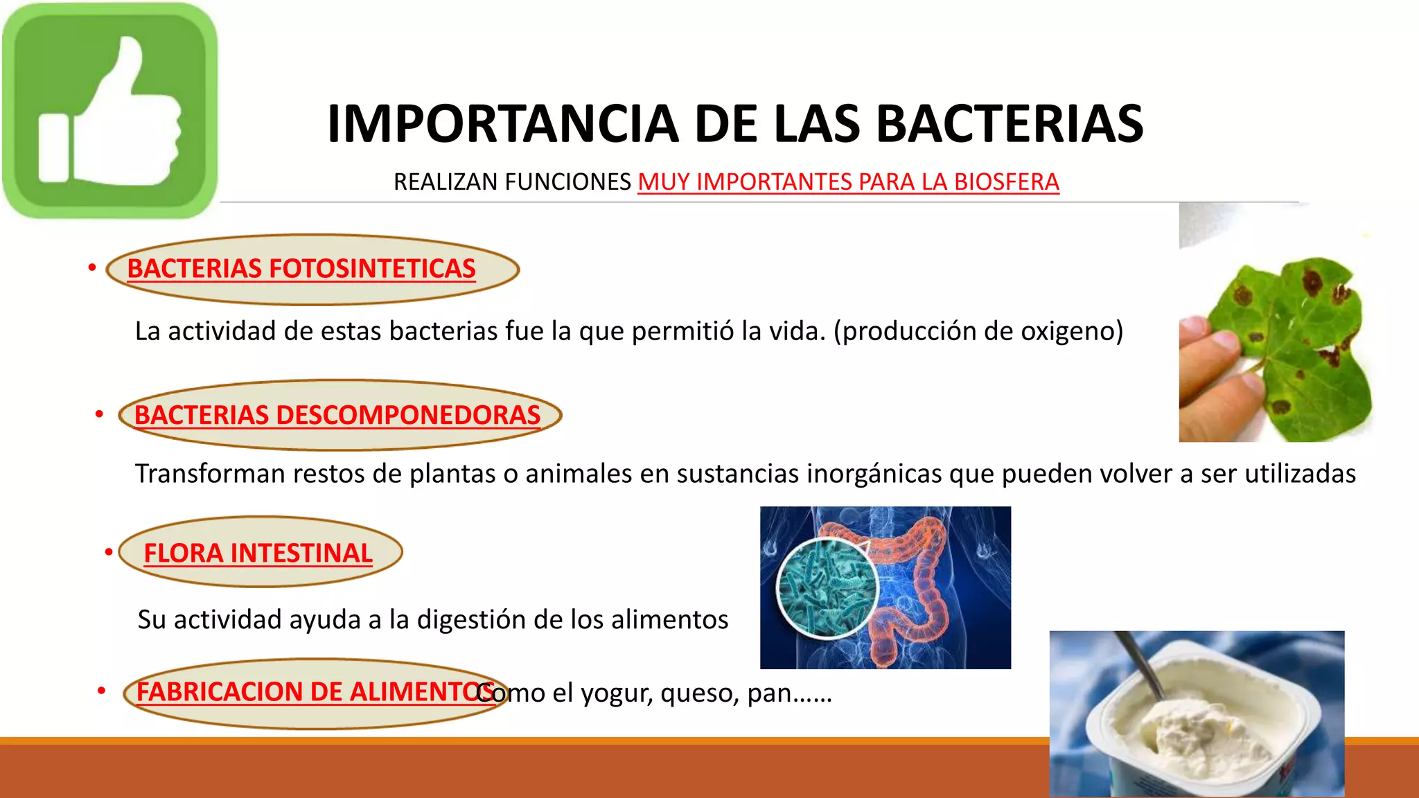 Reino monera bacterias | PPTX
