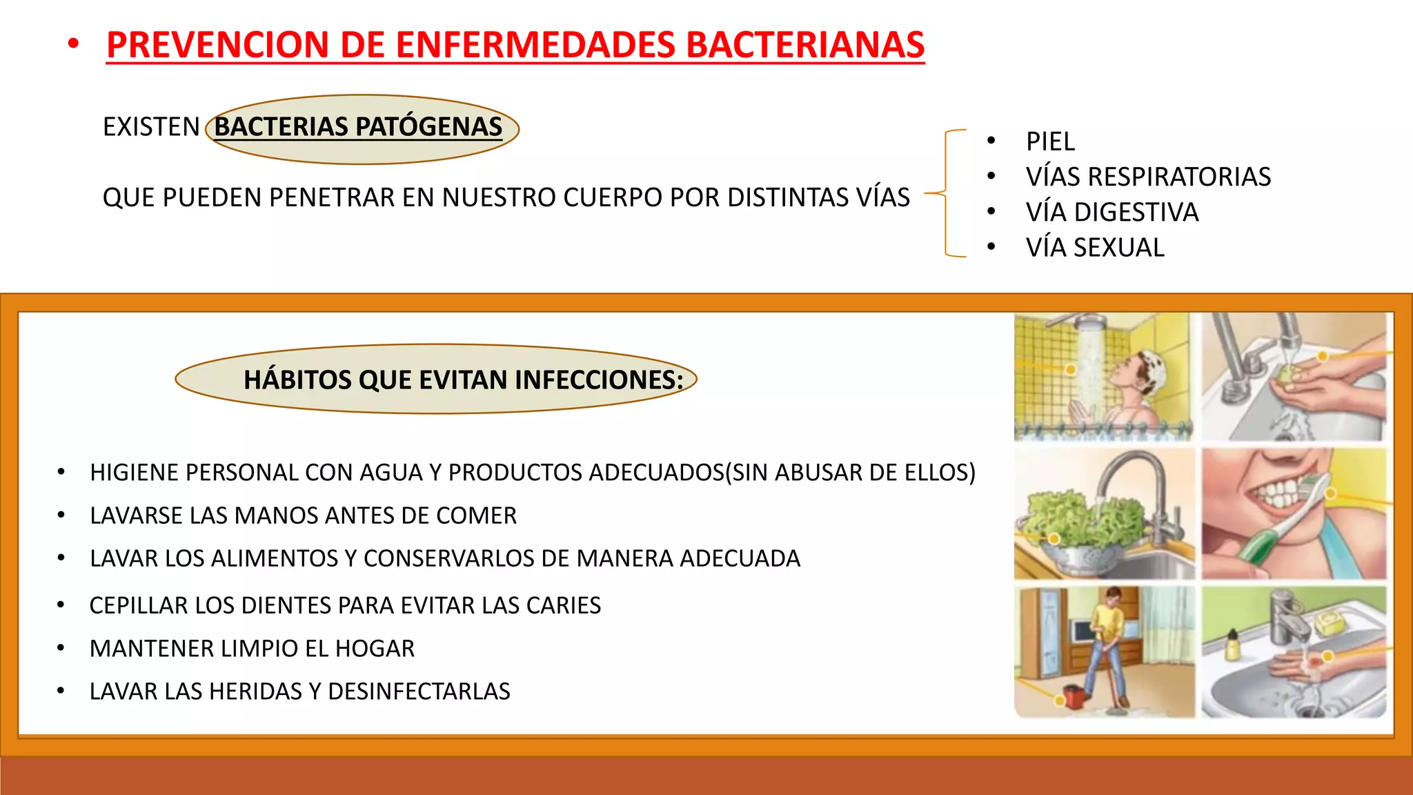 Reino monera bacterias | PPTX