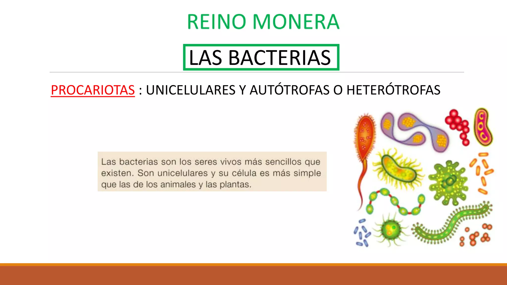 Reino monera bacterias | PPTX