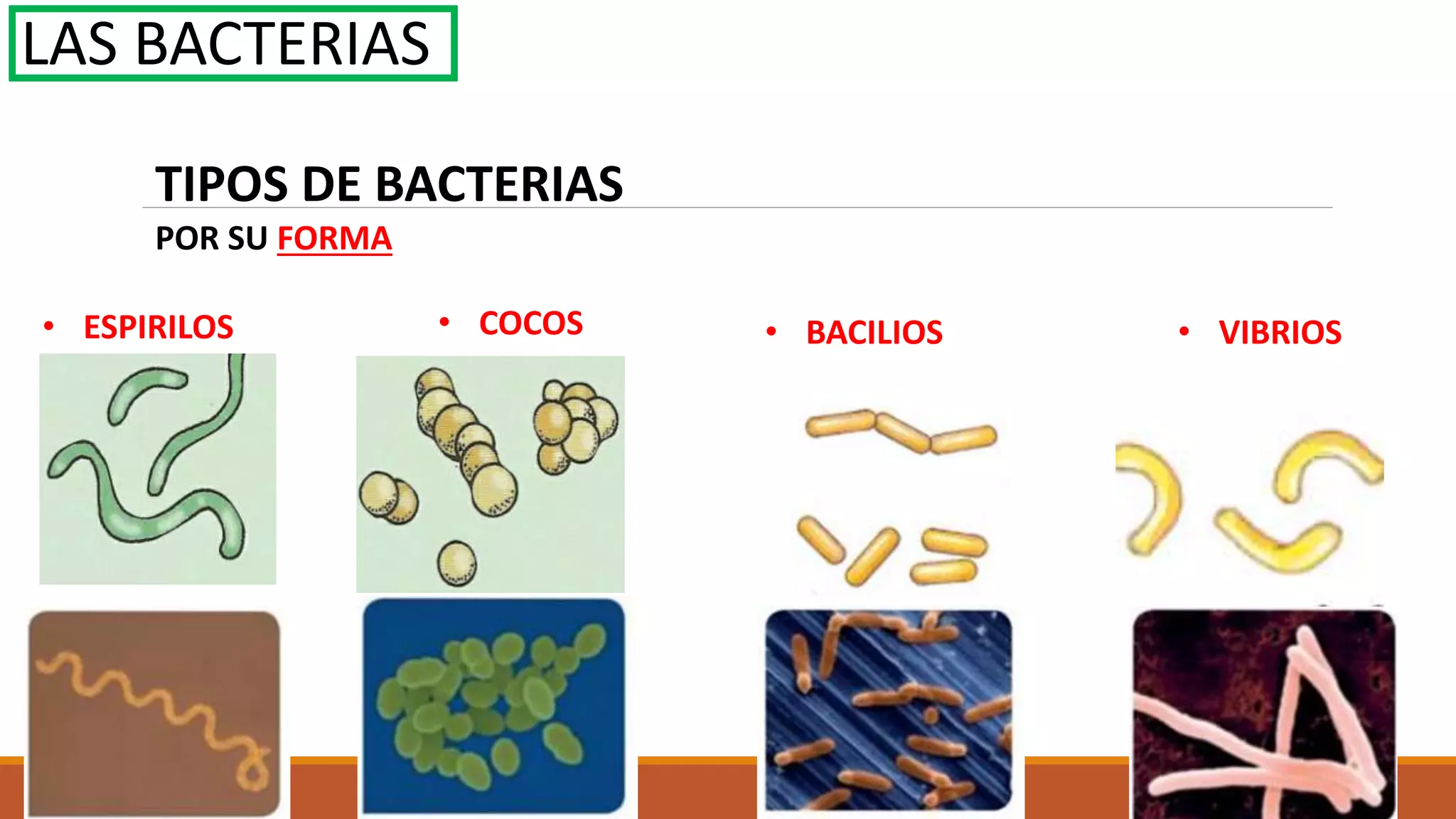 Reino monera bacterias | PPTX