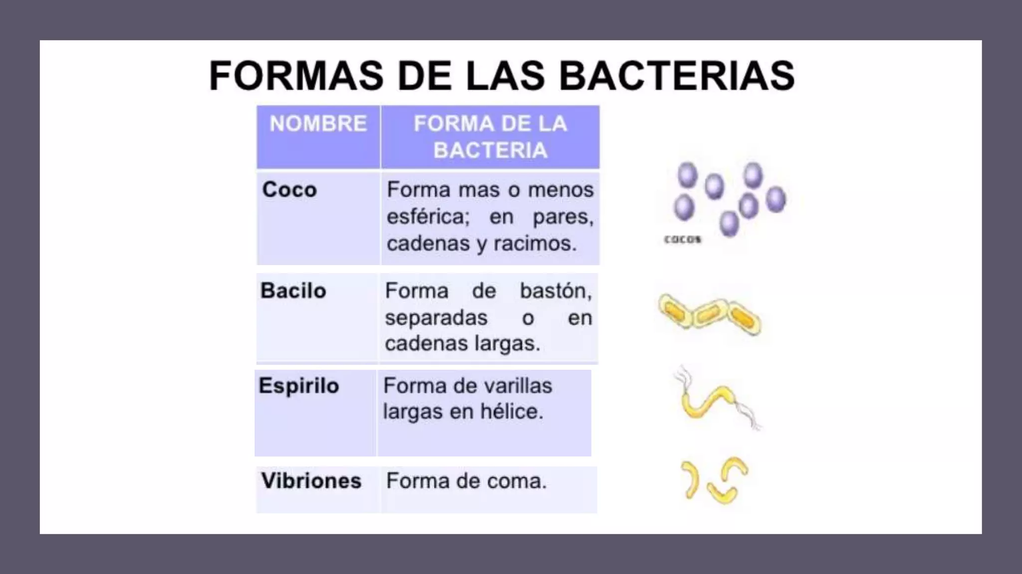 Reino monera bacterias | PPTX