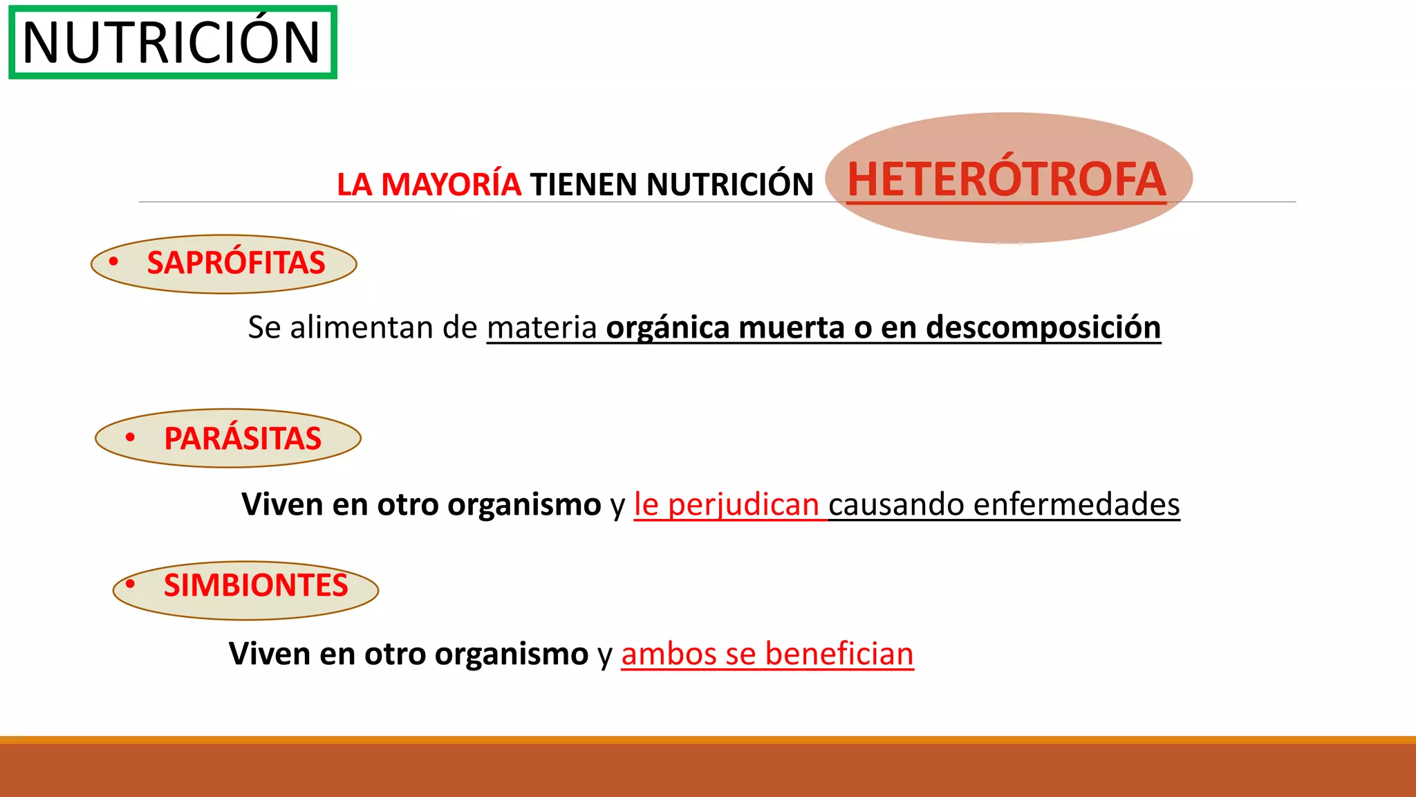 Reino monera bacterias | PPTX