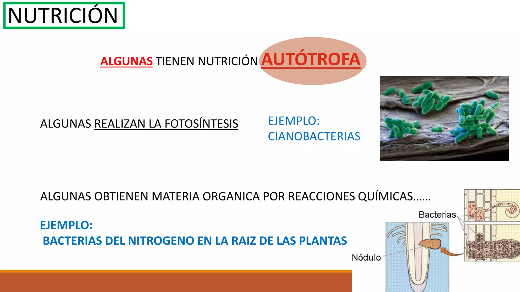 Reino monera bacterias | PPTX