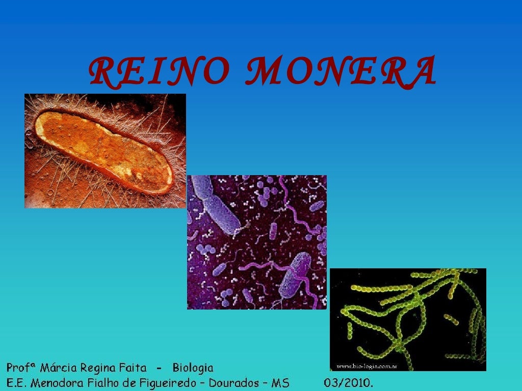 Reino Monera Aspectos Relacionados A Atividade Econômica