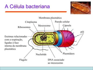 A Célula bacteriana
pili
Cápsula
Parede celular
Plasmídeos
DNA associado
ao mesossomo
Nucleóide
Flagelo
Enzimas relacionadas
com a respiração,
ligadas à face
interna da membrana
plasmática
Mesossomo
Citoplasma
Ribossomos
Membrana plasmática
 