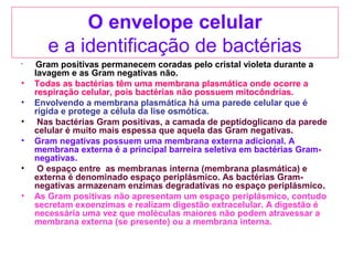O envelope celular
e a identificação de bactérias
•
Gram positivas permanecem coradas pelo cristal violeta durante a
lavagem e as Gram negativas não.
• Todas as bactérias têm uma membrana plasmática onde ocorre a
respiração celular, pois bactérias não possuem mitocôndrias.
• Envolvendo a membrana plasmática há uma parede celular que é
rígida e protege a célula da lise osmótica.
• Nas bactérias Gram positivas, a camada de peptidoglicano da parede
celular é muito mais espessa que aquela das Gram negativas.
• Gram negativas possuem uma membrana externa adicional. A
membrana externa é a principal barreira seletiva em bactérias Gram-
negativas.
• O espaço entre as membranas interna (membrana plasmática) e
externa é denominado espaço periplásmico. As bactérias Gram-
negativas armazenam enzimas degradativas no espaço periplásmico.
• As Gram positivas não apresentam um espaço periplásmico, contudo
secretam exoenzimas e realizam digestão extracelular. A digestão é
necessária uma vez que moléculas maiores não podem atravessar a
membrana externa (se presente) ou a membrana interna.
 