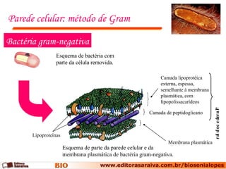 Parede celular: método de Gram
Esquema de parte da parede celular e da
membrana plasmática de bactéria gram-negativa.
Membrana plasmática
Camada de peptidoglicano
Bactéria gram-negativa
Lipoproteínas
Camada lipoprotéica
externa, espessa,
semelhante à membrana
plasmática, com
lipopolissacarídeos
Paredecelular
Esquema de bactéria com
parte da célula removida.
 