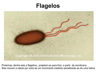 Flagelos
Proteínas, dentre elas a flagelina., projetam-se para fora a partir da membrana
Eles movem a célula por meio de um movimento rotatório semelhante ao de uma hélice
 