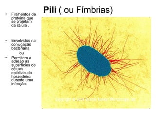 Pili ( ou Fímbrias)• Filamentos de
proteína que
se projetam
da célula .
• Envolvidos na
conjugação
bacteriana
ou
• Permitem a
adesão às
superfícies de
células
epiteliais do
hospedeiro
durante uma
infecção.
 