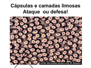Cápsulas e camadas limosas
Ataque ou defesa!
 