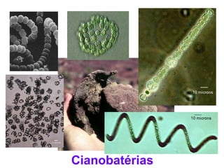 Cianobatérias
 