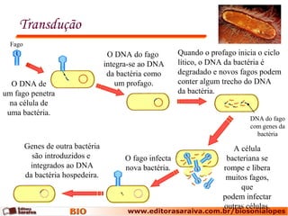 Transdução
Fago
O DNA de
um fago penetra
na célula de
uma bactéria.
O DNA do fago
integra-se ao DNA
da bactéria como
um profago.
Quando o profago inicia o ciclo
lítico, o DNA da bactéria é
degradado e novos fagos podem
conter algum trecho do DNA
da bactéria.
A célula
bacteriana se
rompe e libera
muitos fagos,
que
podem infectar
outras células.
O fago infecta
nova bactéria.
Genes de outra bactéria
são introduzidos e
integrados ao DNA
da bactéria hospedeira.
DNA do fago
com genes da
bactéria
 
