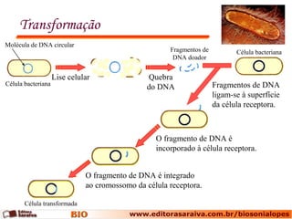 Transformação
Célula bacteriana
Lise celular Quebra
do DNA
Fragmentos de
DNA doador
Célula bacteriana
Fragmentos de DNA
ligam-se à superfície
da célula receptora.
O fragmento de DNA é
incorporado à célula receptora.
O fragmento de DNA é integrado
ao cromossomo da célula receptora.
Célula transformada
Molécula de DNA circular
 