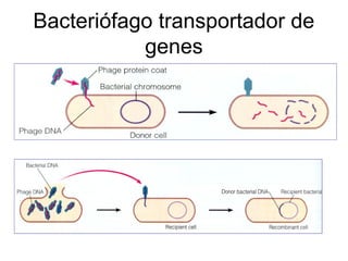 Bacteriófago transportador de
genes
 