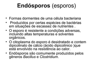 Endósporos (esporos)
• Formas dormentes de uma célula bacteriana
• Produzidos por certas espécies de bactérias
em situações de escassez de nutrientes .
• O esporo é resistente a condições adversas,
incluindo altas temperaturas e solventes
orgânicos.
• O citoplasma do esporo é desidratado e contem
dipicolinato de cálcio (ácido dipicolínico )que
está envolvido na resistência ao calor.
• Endósporos são comumente produzidos pelos
gêneros Bacillus e Clostridium.
 