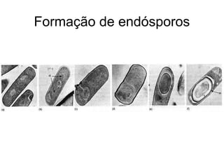 Formação de endósporos
 
