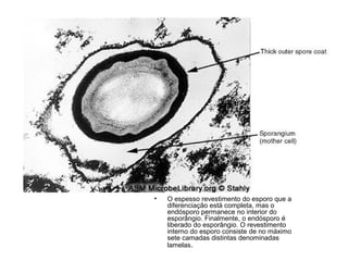 • O espesso revestimento do esporo que a
diferenciação está completa, mas o
endósporo permanece no interior do
esporângio. Finalmente, o endósporo é
liberado do esporângio. O revestimento
interno do esporo consiste de no máximo
sete camadas distintas denominadas
lamelas.
 