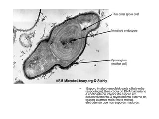 • Esporo imaturo envolvido pela célula-mãe
(esporângio).Uma cópia do DNA bacteriano
é confinada no interior do esporo em
desenvolvimento.O revestimento externo do
esporo aparece mais fino e menos
eletrodenso que nos esporos maduros.
 