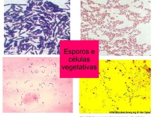 Esporos e
células
vegetativas
 