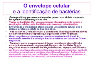 O envelope celular e a identificação de bactérias Gram positivas permanecem coradas pelo cristal violeta durante a lavagem e as Gram negativas não.  Todas as bactérias têm uma membrana plasmática onde ocorre a respiração celular, pois bactérias não possuem mitocôndrias. Envolvendo a membrana plasmática há uma parede celular que é rígida e protege a célula da lise osmótica. Nas bactérias Gram positivas, a camada de peptidoglicano da parede celular é muito mais espessa que aquela das Gram negativas. Gram negativas possuem uma membrana externa adicional. A membrana externa é a principal barreira seletiva em bactérias Gram-negativas. O espaço entre  as membranas interna (membrana plasmática) e externa é denominado espaço periplásmico. As bactérias Gram-negativas armazenam enzimas degradativas no espaço periplásmico .  As Gram positivas não apresentam um espaço periplásmico, contudo secretam exoenzimas e realizam digestão extracelular. A digestão é necessária uma vez que moléculas maiores não podem atravessar a membrana externa (se presente) ou a membrana interna. 