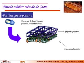 Parede celular: método de Gram Bactéria gram-positiva peptidoglicano Membrana plasmática Esquema de bactéria com parte da célula removida. 