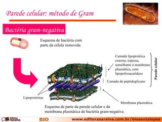 Parede celular: método de Gram Bactéria gram-negativa Esquema de parte da parede celular e da membrana plasmática de bactéria gram-negativa. Membrana plasmática Camada de peptidoglicano Lipoproteínas Camada lipoprotéica externa, espessa, semelhante à membrana plasmática, com lipopolissacarídeos Parede celular Esquema de bactéria com parte da célula removida. 