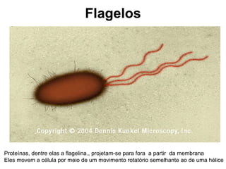 Flagelos Proteínas, dentre elas a flagelina., projetam-se para fora  a partir  da membrana Eles movem a célula por meio de um movimento rotatório semelhante ao de uma hélice 