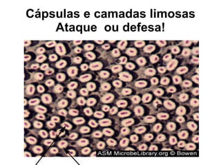 Cápsulas e camadas limosas Ataque  ou defesa! 