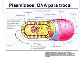 Plasmídeos: DNA para troca!  Estes são compostos por DNA extra-cromossômico, usualmente presentes em múltiplas cópias e freqüentemente codificam fatores de virulência e fatores de resistência a antibióticos. Algumas formas estão envolvidas na replicação bacteriana. 