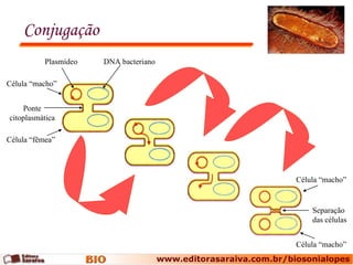 Conjugação Plasmídeo DNA bacteriano Ponte citoplasmática Célula “fêmea” Célula “macho” Separação das células Célula “macho” Célula “macho” 