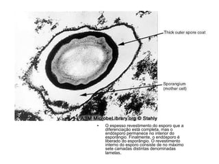 O espesso revestimento do esporo que a diferenciação está completa, mas o endósporo permanece no interior do esporângio. Finalmente, o endósporo é liberado do esporângio. O revestimento interno do esporo consiste de no máximo sete camadas distintas denominadas lamelas . 