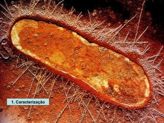 1. Caracterização 