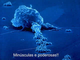 Minúsculas e poderosas!! 