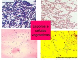 Esporos e células vegetativas 