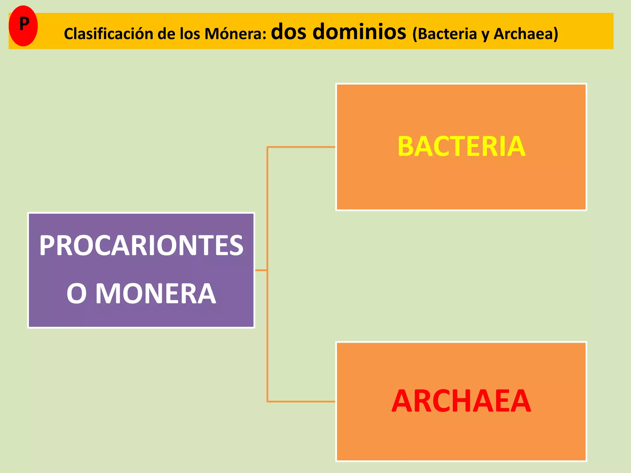 Reino monera (procariotas) | PPTX